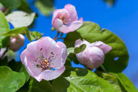 Attēlu rezultāti vaicājumam “Cydonia oblonga flower”