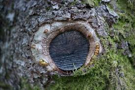 Attēlu rezultāti vaicājumam “Andricus quercuscorticis”