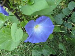 Image result for Ipomoea Heavenly Blue