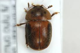 Attēlu rezultāti vaicājumam “Cychramus variegatus”