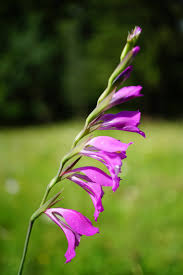 Attēlu rezultāti vaicājumam “Gladiolus imbricatus flower”