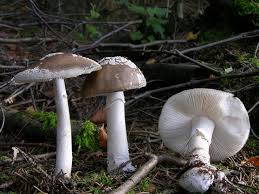 Attēlu rezultāti vaicājumam “Amanita excelsa”