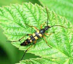 Attēlu rezultāti vaicājumam “Strangalia attenuata”