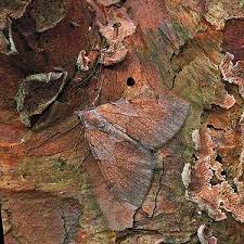 Attēlu rezultāti vaicājumam “Pennithera firmata”