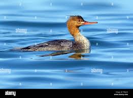 Attēlu rezultāti vaicājumam “Mergus serrator”