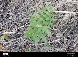 Attēlu rezultāti vaicājumam “Libanotis montana leaf”