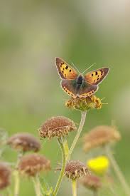 Attēlu rezultāti vaicājumam “Lycaena phlaeas male”