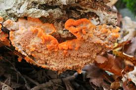 Attēlu rezultāti vaicājumam “Phlebia radiata”