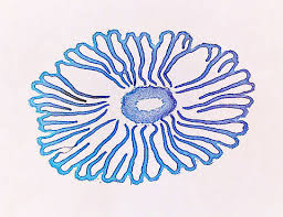 Attēlu rezultāti vaicājumam “Coprinus sp.”