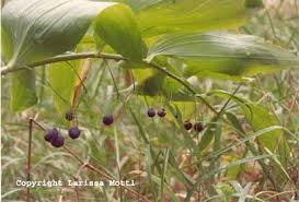 Attēlu rezultāti vaicājumam “Polygonatum multiflorum  fruit”