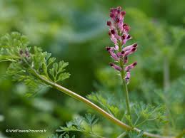 Attēlu rezultāti vaicājumam “Fumaria officinalis”