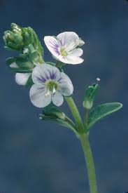 Attēlu rezultāti vaicājumam “Veronica serpyllifolia”