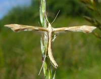 Attēlu rezultāti vaicājumam “Gillmeria pallidactyla”