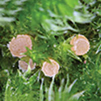 Attēlu rezultāti vaicājumam “Octospora humosa”