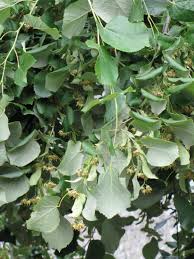 Attēlu rezultāti vaicājumam “Tilia tomentosa leaf”