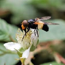 Attēlu rezultāti vaicājumam “Volucella pellucens”