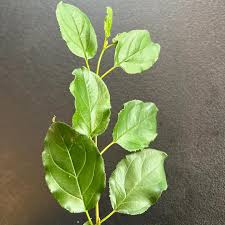 Attēlu rezultāti vaicājumam “Rhamnus cathartica leaf”