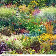 Attēlu rezultāti vaicājumam “Briza media fruit”