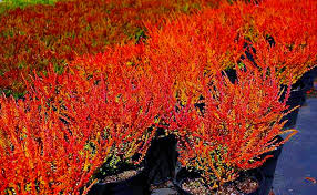 Attēlu rezultāti vaicājumam “Calluna vulgaris fruit”