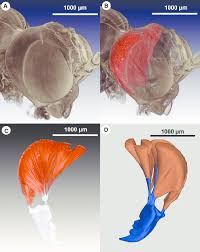 Attēlu rezultāti vaicājumam “Tenthredo mandibularis”