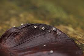 Attēlu rezultāti vaicājumam “Craterium leucocephalum macro”