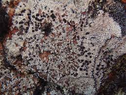 Attēlu rezultāti vaicājumam “Arthonia vinosa”