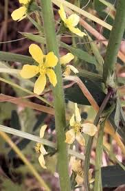 Attēlu rezultāti vaicājumam “Agrimonia eupatoria flower”