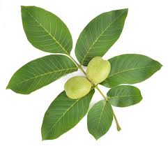 Attēlu rezultāti vaicājumam “Juglans regia”