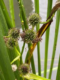 Attēlu rezultāti vaicājumam “Sparganium neglectum”