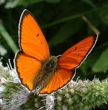 Attēlu rezultāti vaicājumam “Lycaena dispar underside”