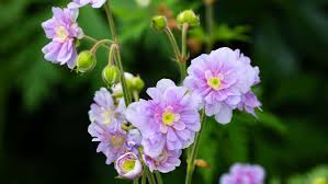 Image result for Geranium `Summer Skies`