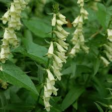 Image result for Digitalis lutea