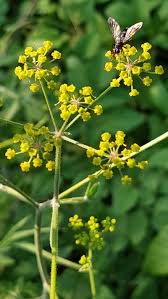 Attēlu rezultāti vaicājumam “Pastinaca sativa subsp. sylvestris leaf”