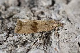 Attēlu rezultāti vaicājumam “Celypha striana”