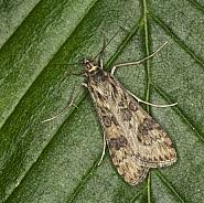 Attēlu rezultāti vaicājumam “Nomophila noctuella”