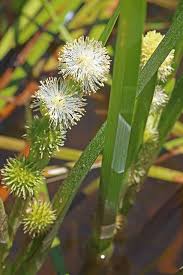 Attēlu rezultāti vaicājumam “Sparganiaceae”