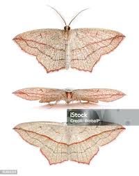 Attēlu rezultāti vaicājumam “Timandra comae”