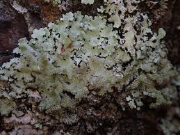 Attēlu rezultāti vaicājumam “Hypotrachyna sp.”