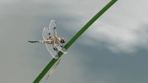 Attēlu rezultāti vaicājumam “Libellula quadrimaculata”