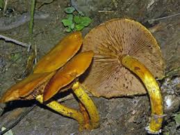 Attēlu rezultāti vaicājumam “Gymnopilus picreus”