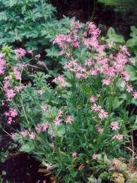 Image result for Lychnis flos-cuculi