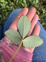 Attēlu rezultāti vaicājumam “Fragaria viridis leaf”