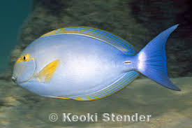 Image result for Acanthurus xanthopterus