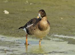 Attēlu rezultāti vaicājumam “Anser serrirostris”