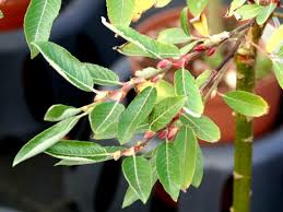 Attēlu rezultāti vaicājumam “Salix daphnoides”