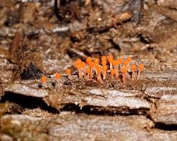 Attēlu rezultāti vaicājumam “Hemitrichia calyculata”