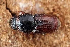 Attēlu rezultāti vaicājumam “Scolytus ratzeburgi”