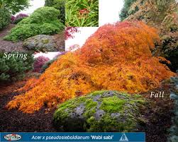 Attēlu rezultāti vaicājumam “Acer pseudosieboldianum”