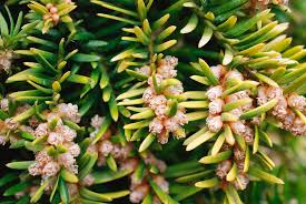 Attēlu rezultāti vaicājumam “Taxus baccata male flower”
