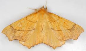 Attēlu rezultāti vaicājumam “Ennomos autumnaria male”